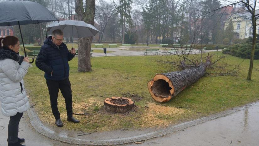 Zastępca prezydneta Janusz Łyczko podczas wizji lokalnej w Parku Zdrojowym.