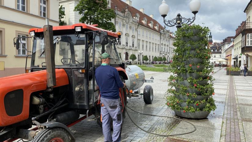 Pracownik MPGK podlewa wieżę pelargonii na Placu Piastowskim.