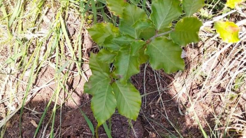 Sadzonka buka.