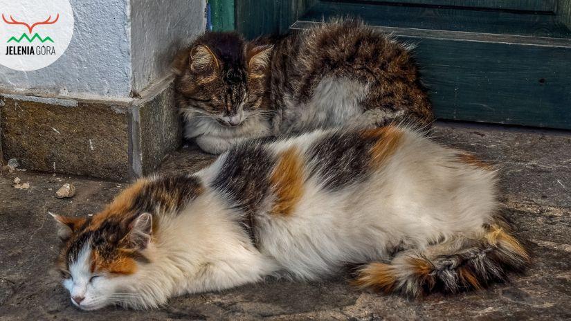 Sterylizacja lub kastracja wolno żyjących kotów z terenu jeleniej góry w 2025 r.