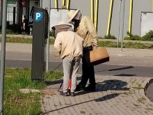 Strażnicy miejscy usuwają pszczoły z parkomatu.