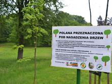 Polana pod nasadzenia.