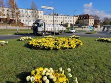 Kolorowe chryzantemy w przestrzeni Miasta