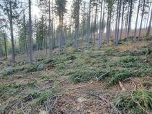 Zniszczona leśna droga.