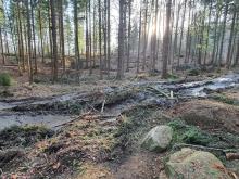 Zniszczona leśna droga.